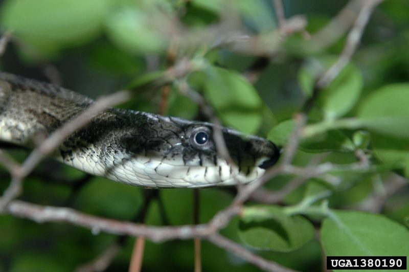 Gray Rat Snake (Elaphe obsoleta spiloides) {!--북아메리카회색구렁이-->; DISPLAY FULL IMAGE.