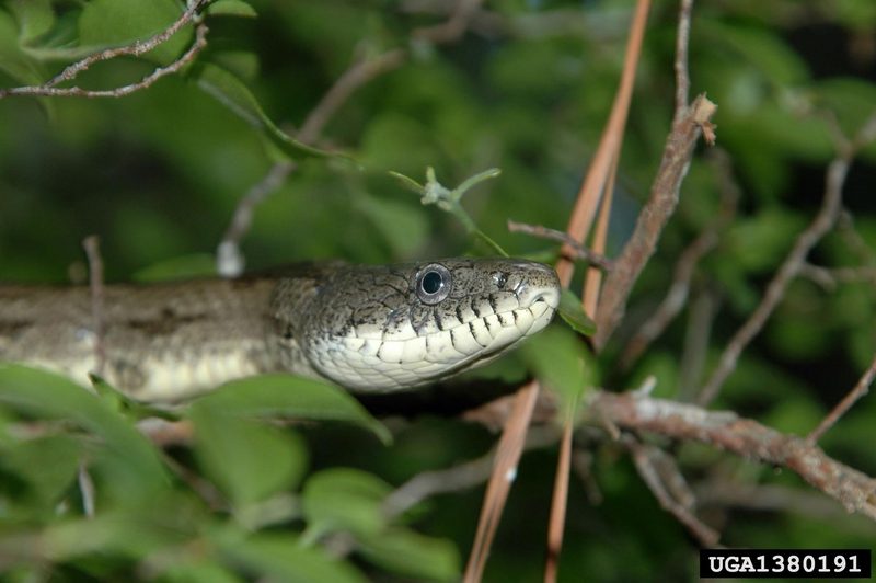 Gray Rat Snake (Elaphe obsoleta spiloides) {!--북아메리카회색구렁이-->; DISPLAY FULL IMAGE.