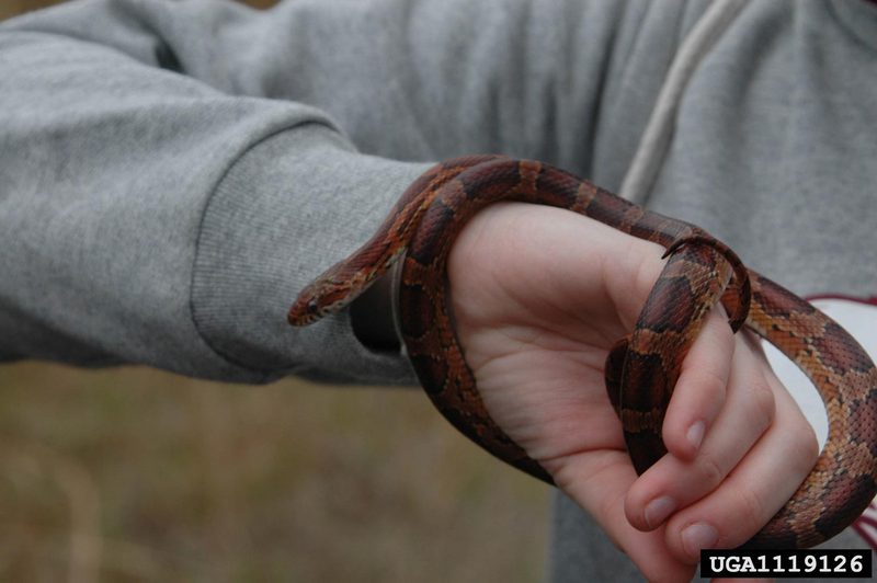 Corn snake (Elaphe guttata guttata) {!--옥수수뱀-->; DISPLAY FULL IMAGE.