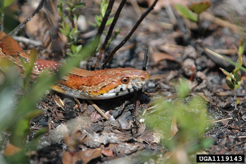 Corn snake (Elaphe guttata guttata) {!--옥수수뱀-->; DISPLAY FULL IMAGE.