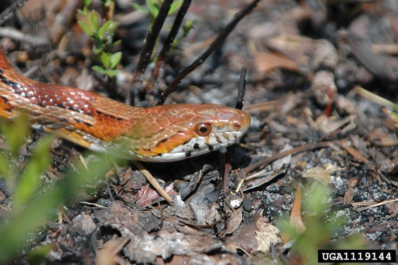 Corn snake (Elaphe guttata guttata) {!--옥수수뱀-->; DISPLAY FULL IMAGE.