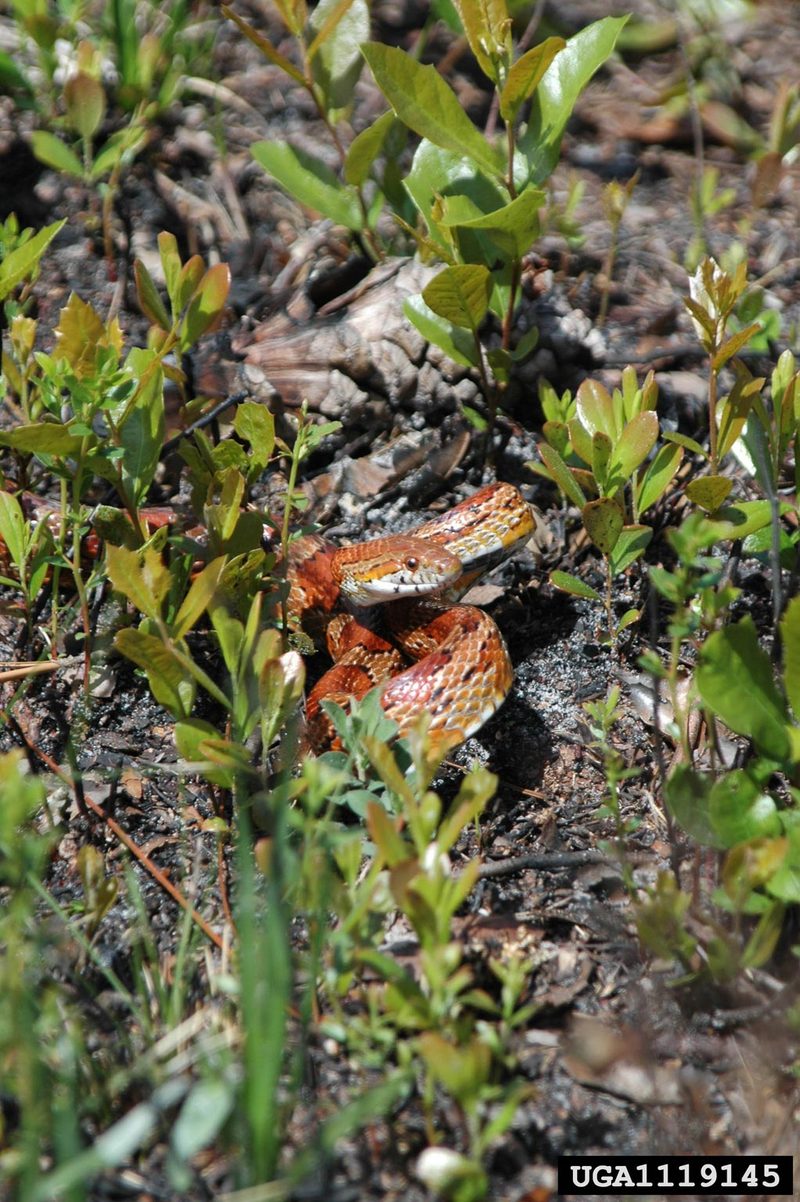 Corn snake (Elaphe guttata guttata) {!--옥수수뱀-->; DISPLAY FULL IMAGE.