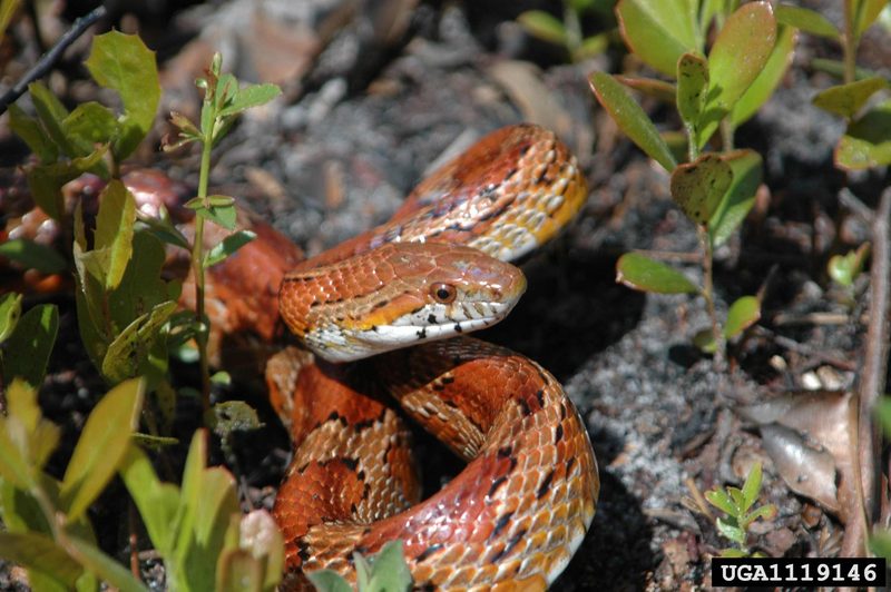 Corn snake (Elaphe guttata guttata) {!--옥수수뱀-->; DISPLAY FULL IMAGE.