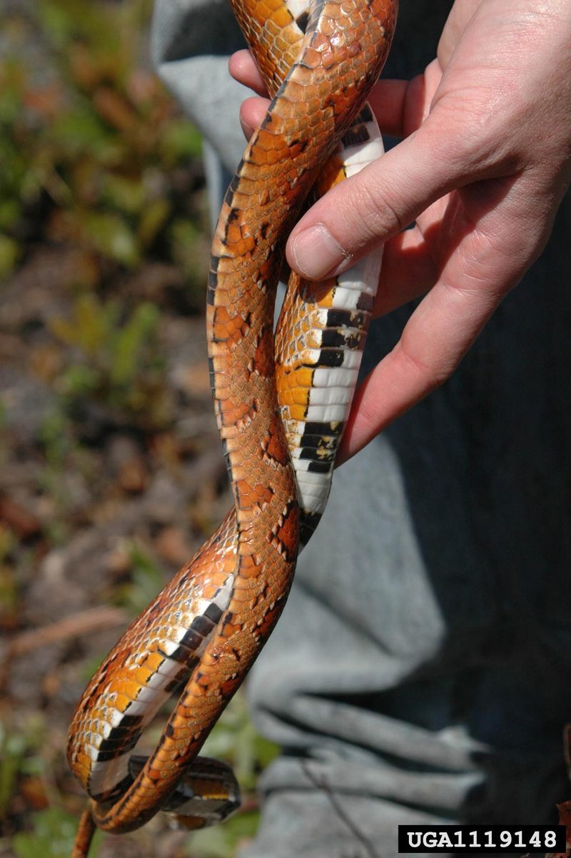 Corn snake (Elaphe guttata guttata) {!--옥수수뱀-->; DISPLAY FULL IMAGE.