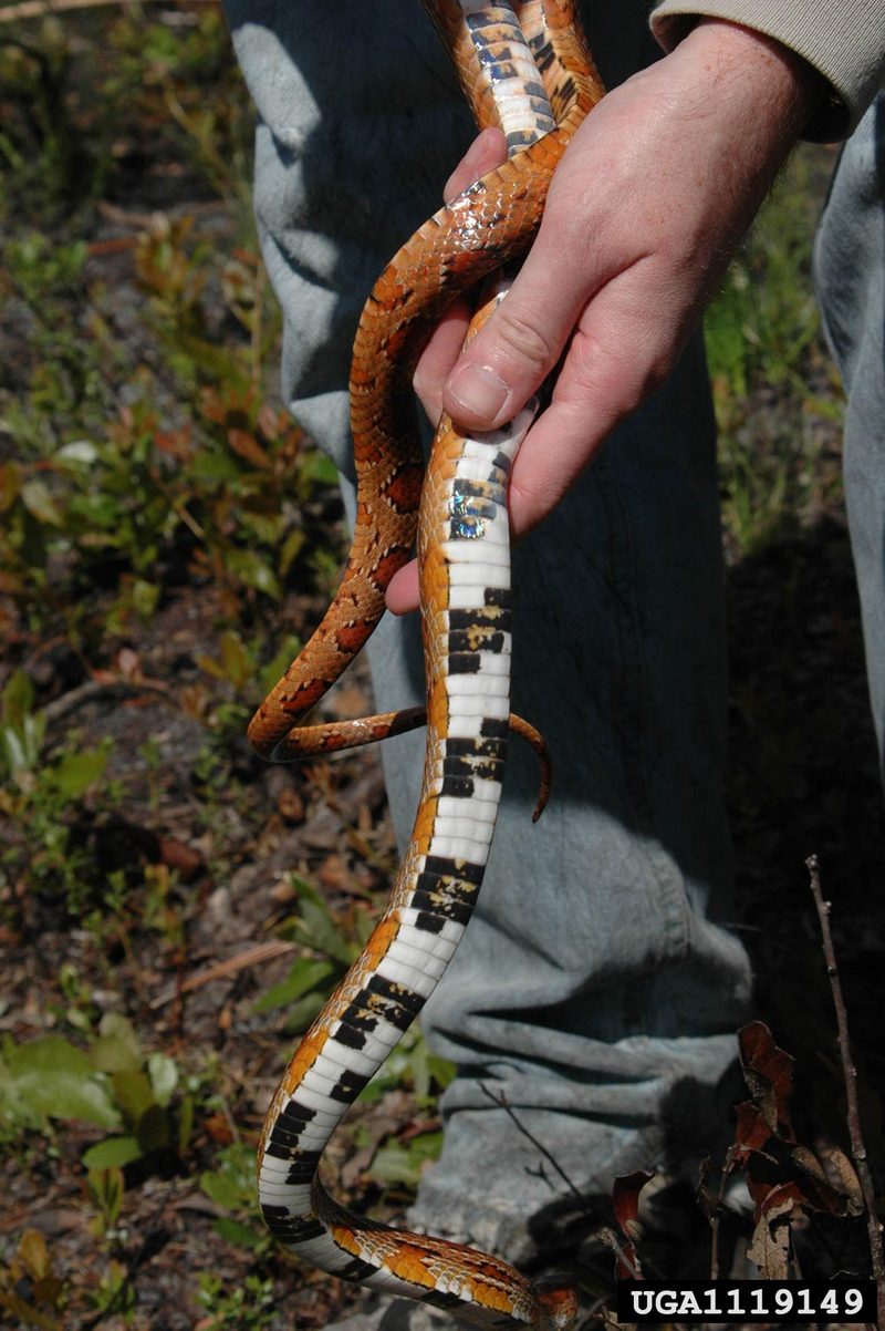 Corn snake (Elaphe guttata guttata) {!--옥수수뱀-->; DISPLAY FULL IMAGE.