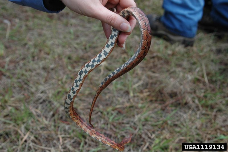 Corn snake (Elaphe guttata guttata) {!--옥수수뱀-->; DISPLAY FULL IMAGE.