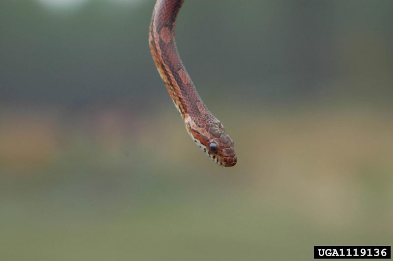 Corn snake (Elaphe guttata guttata) {!--옥수수뱀-->; DISPLAY FULL IMAGE.