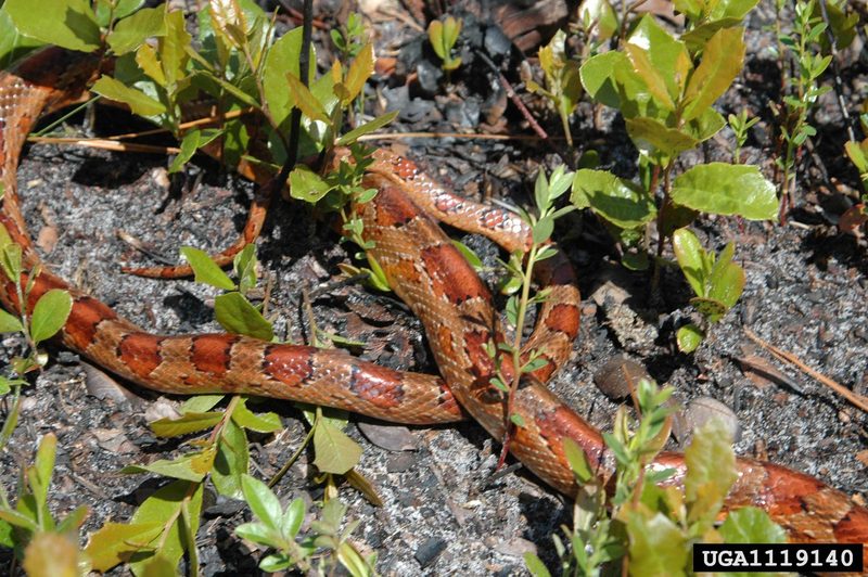 Corn snake (Elaphe guttata guttata) {!--옥수수뱀-->; DISPLAY FULL IMAGE.