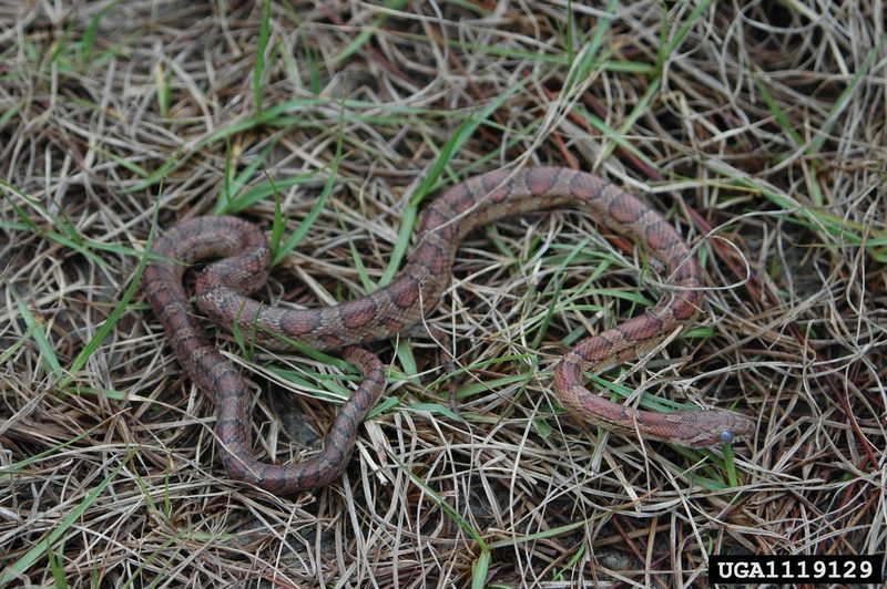 Corn snake (Elaphe guttata guttata) {!--옥수수뱀-->; DISPLAY FULL IMAGE.