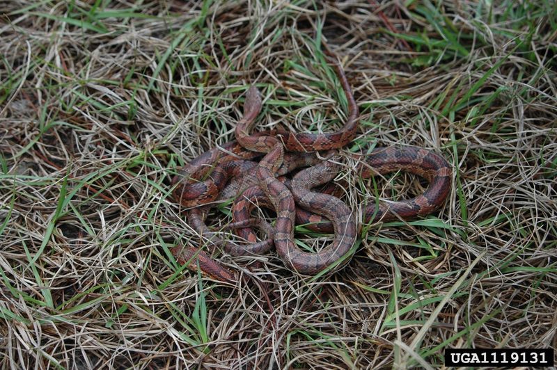 Corn snake (Elaphe guttata guttata) {!--옥수수뱀-->; DISPLAY FULL IMAGE.