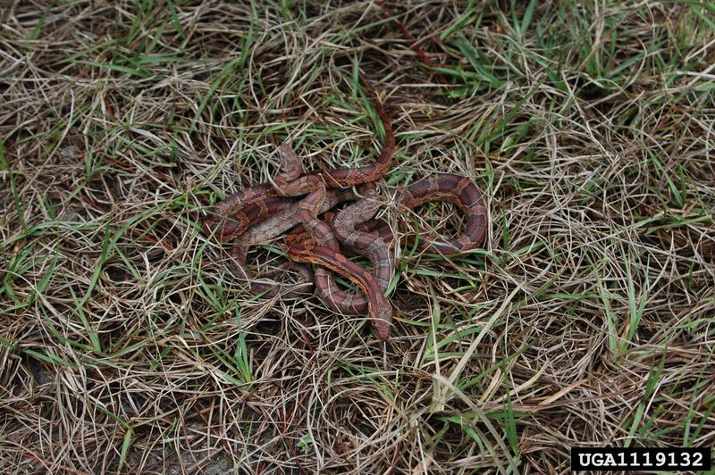Corn snake (Elaphe guttata guttata) {!--옥수수뱀-->; DISPLAY FULL IMAGE.