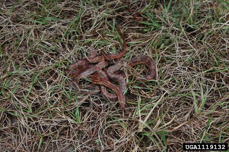 Corn snake (Elaphe guttata guttata) {!--옥수수뱀-->; DISPLAY FULL IMAGE.