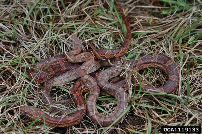 Corn snake (Elaphe guttata guttata) {!--옥수수뱀-->; DISPLAY FULL IMAGE.