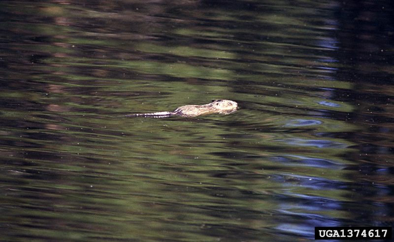 Common Muskrat (Ondatra zibethicus) {!--사향쥐(麝香-)-->; DISPLAY FULL IMAGE.