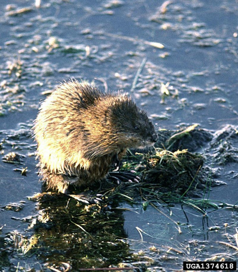 Common Muskrat (Ondatra zibethicus) {!--사향쥐(麝香-)-->; DISPLAY FULL IMAGE.