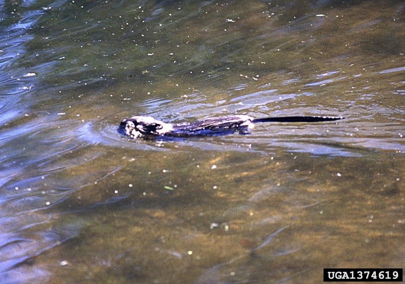 Common Muskrat (Ondatra zibethicus) {!--사향쥐(麝香-)-->; DISPLAY FULL IMAGE.