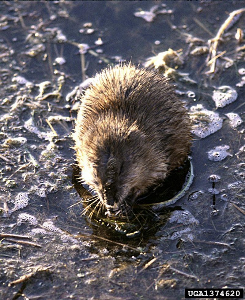 Common Muskrat (Ondatra zibethicus) {!--사향쥐(麝香-)-->; DISPLAY FULL IMAGE.