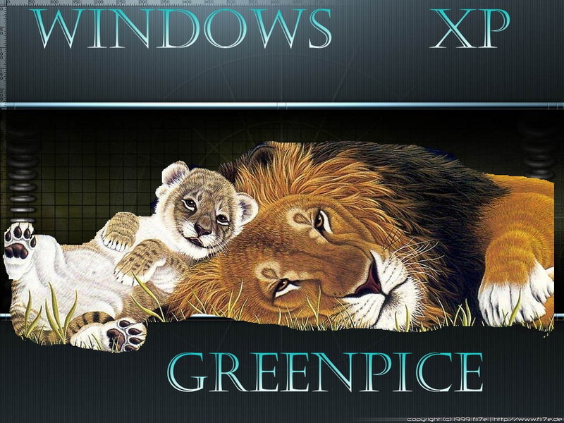 Lion Wallpaper; DISPLAY FULL IMAGE.