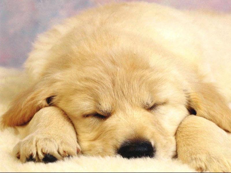 Sweat Dreams; DISPLAY FULL IMAGE.