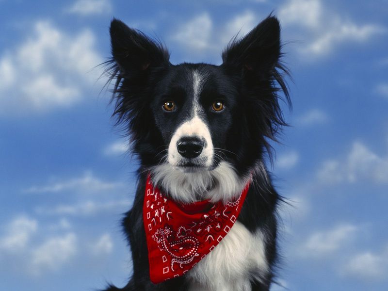 [Daily Photos] Bandit Border Collie; DISPLAY FULL IMAGE.