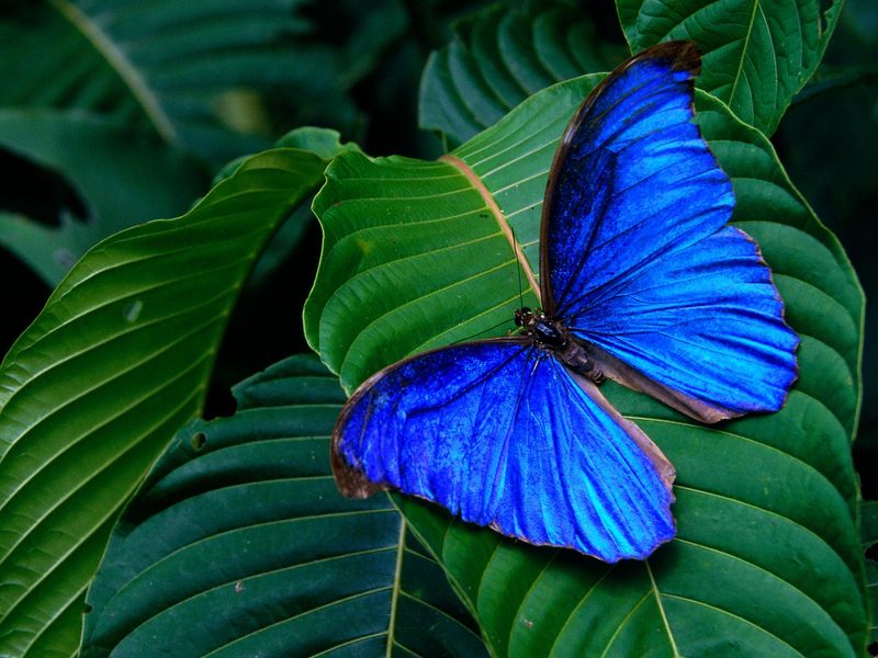 [Daily Photos] Blue Morpho, Amathonte; DISPLAY FULL IMAGE.