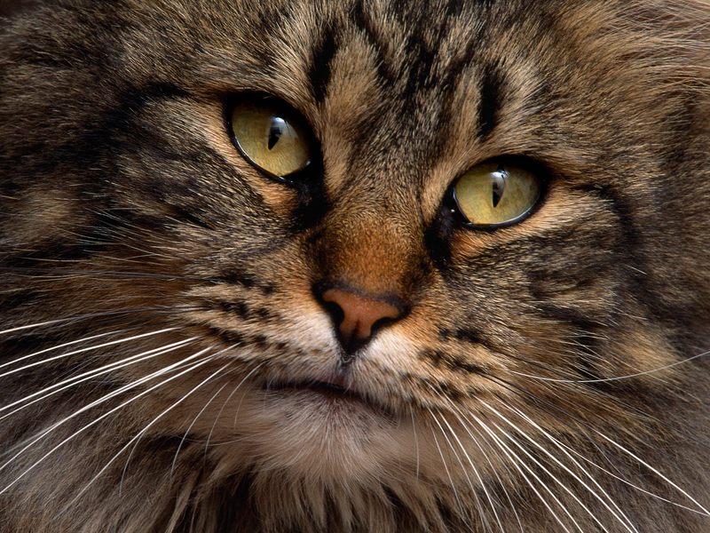 [Daily Photos] Contemplative Kitty; DISPLAY FULL IMAGE.