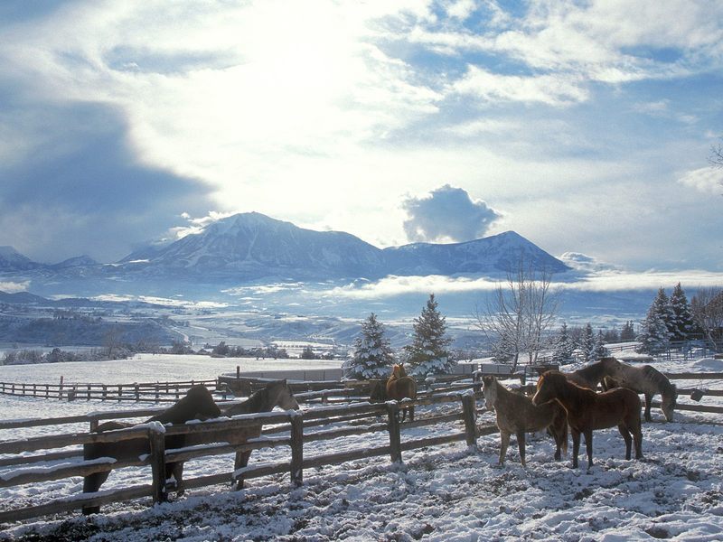 [Daily Photos] Country Winter Arabians; DISPLAY FULL IMAGE.