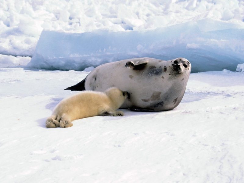 [Daily Photos] Harp Seal Mom with Whitecoat; DISPLAY FULL IMAGE.