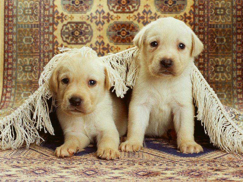 [Daily Photos] Rug Rats; DISPLAY FULL IMAGE.