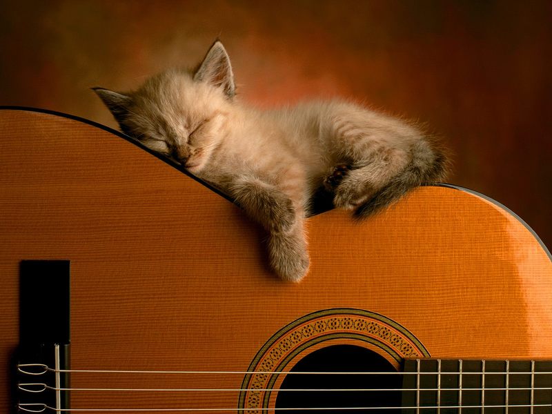 [Daily Photos] Sleeping Soundly; DISPLAY FULL IMAGE.