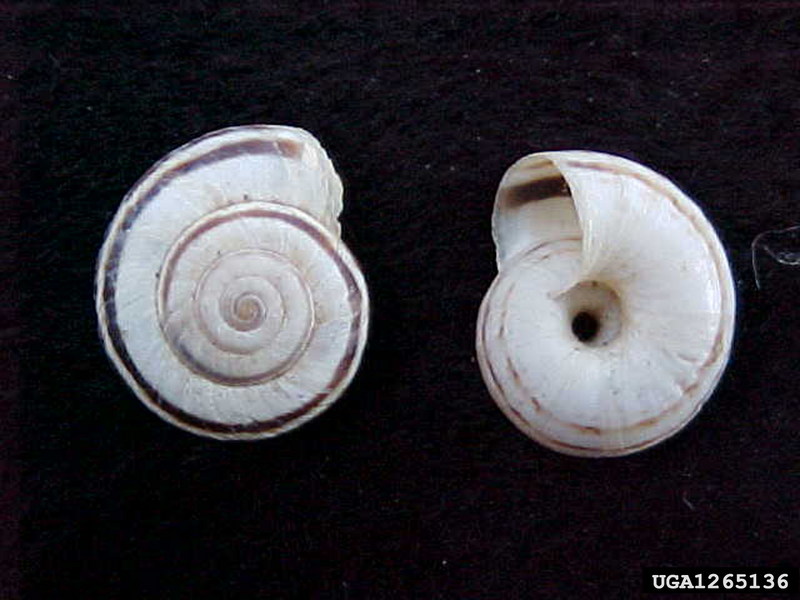 Snail (Xerolenta obvia) {!--유럽 원산의 달팽이류-->; DISPLAY FULL IMAGE.