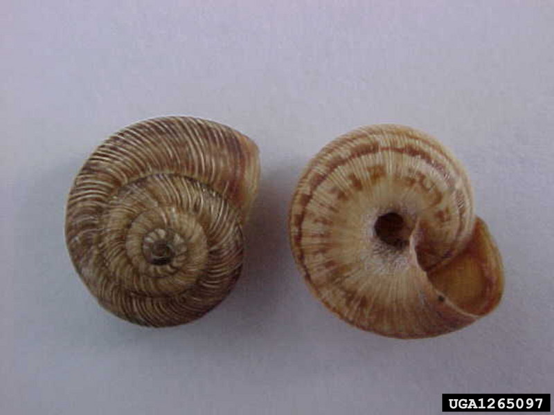Snail (Cernuella cisalpina) {!--유럽 원산의 달팽이류-->; DISPLAY FULL IMAGE.