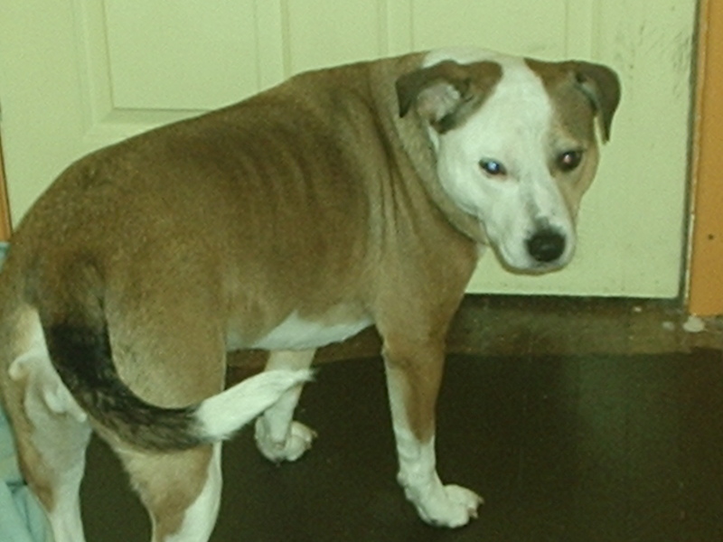 dog; DISPLAY FULL IMAGE.