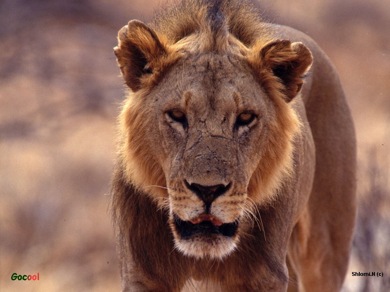 Lion; DISPLAY FULL IMAGE.