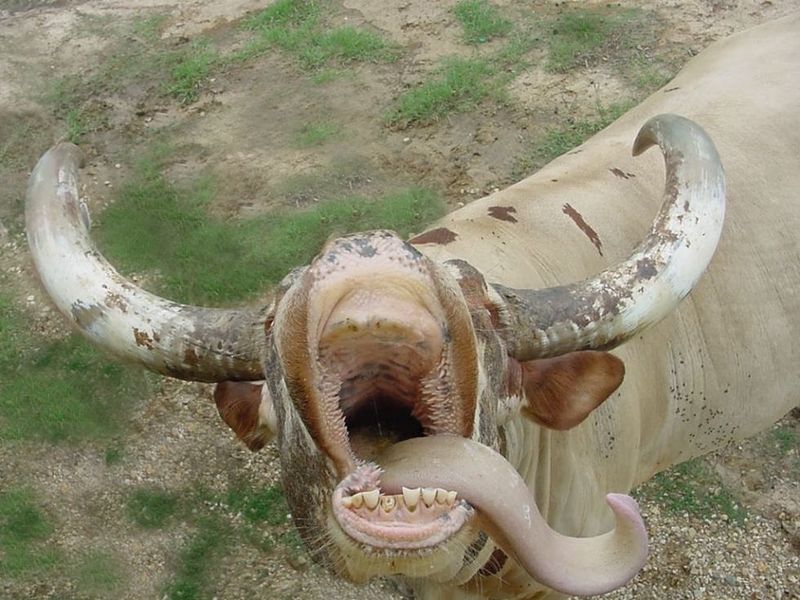 Cow; DISPLAY FULL IMAGE.