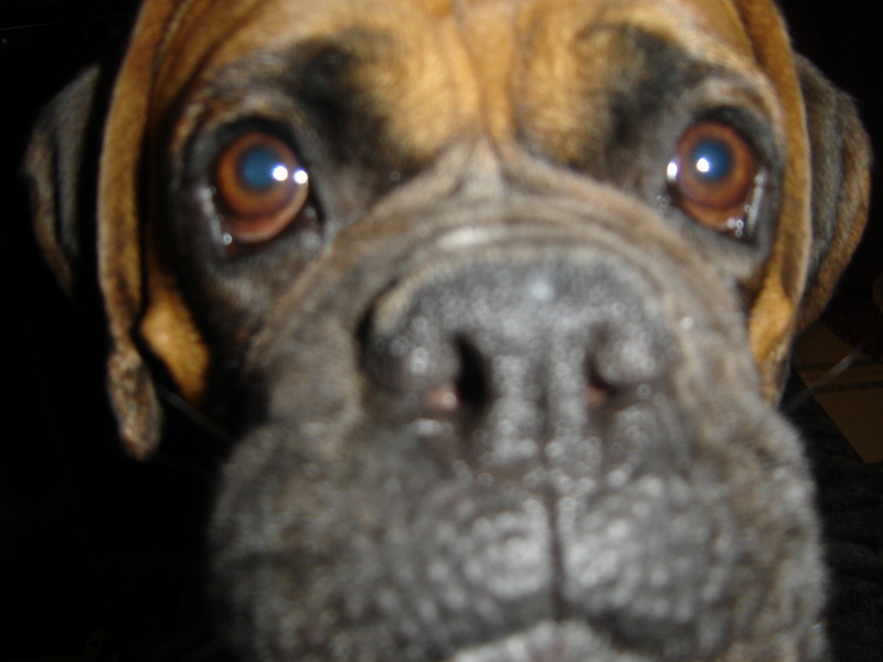 boxer dog; DISPLAY FULL IMAGE.
