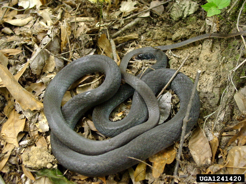 Buttermilk Racer (Coluber constrictor anthicus) {!--검은채찍뱀 아종-->; DISPLAY FULL IMAGE.