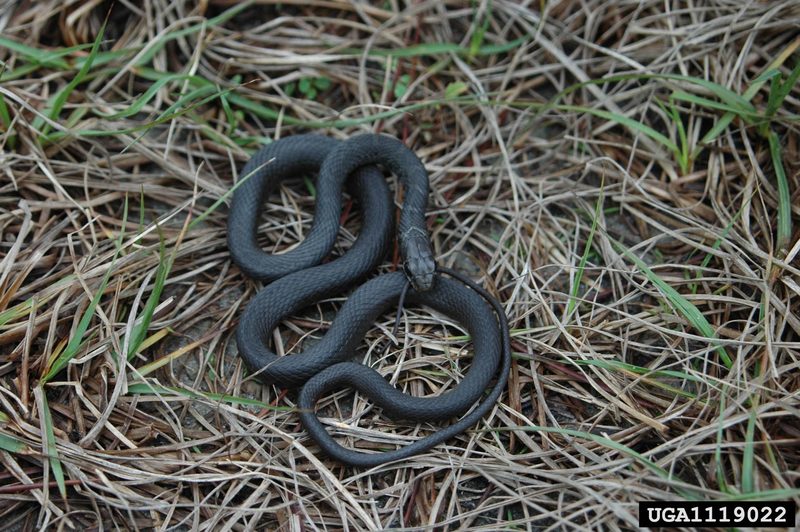 Southern Black Racer (Coluber constrictor priapus) juvenile {!--검은채찍뱀 아종-->; DISPLAY FULL IMAGE.