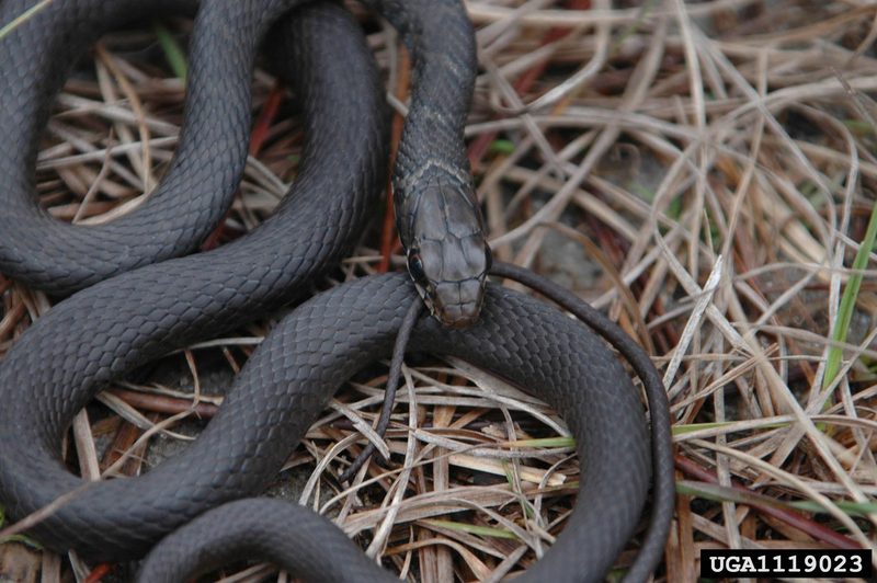 Southern Black Racer (Coluber constrictor priapus) juvenile {!--검은채찍뱀 아종-->; DISPLAY FULL IMAGE.