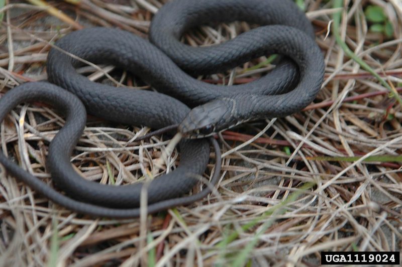 Southern Black Racer (Coluber constrictor priapus) juvenile {!--검은채찍뱀 아종-->; DISPLAY FULL IMAGE.