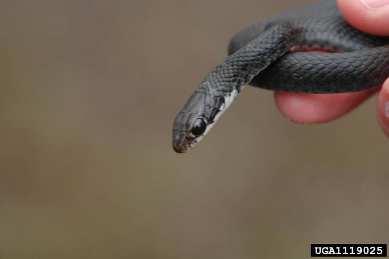 Southern Black Racer (Coluber constrictor priapus) juvenile {!--검은채찍뱀 아종-->; DISPLAY FULL IMAGE.