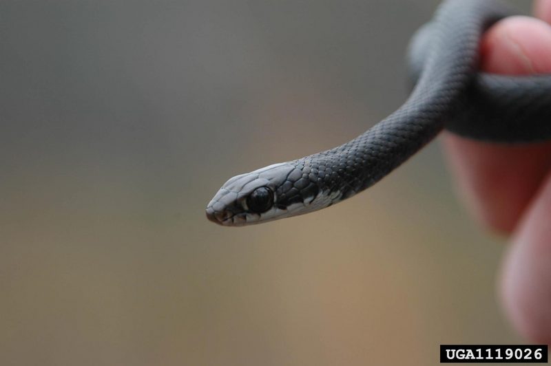 Southern Black Racer (Coluber constrictor priapus) juvenile {!--검은채찍뱀 아종-->; DISPLAY FULL IMAGE.