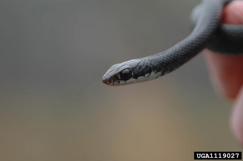 Southern Black Racer (Coluber constrictor priapus) juvenile {!--검은채찍뱀 아종-->; DISPLAY FULL IMAGE.