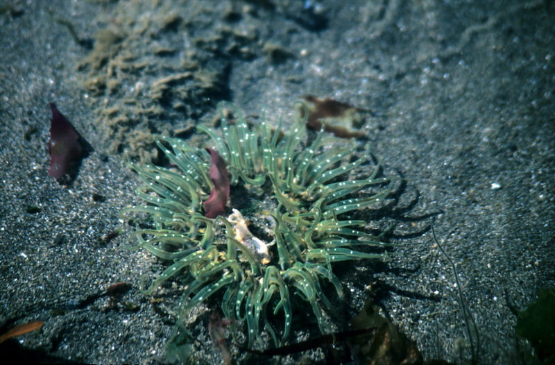 Green Sea Anemone {!--초록말미잘-->; DISPLAY FULL IMAGE.