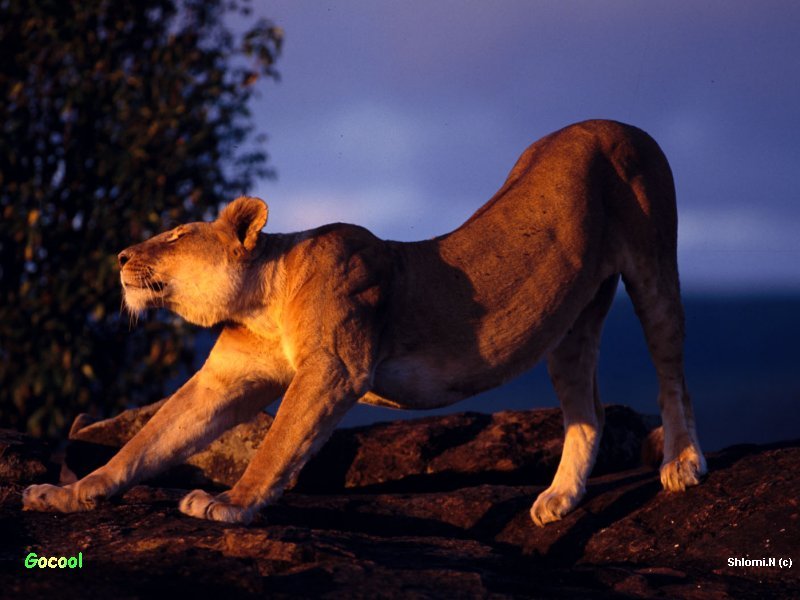 Lioness; DISPLAY FULL IMAGE.