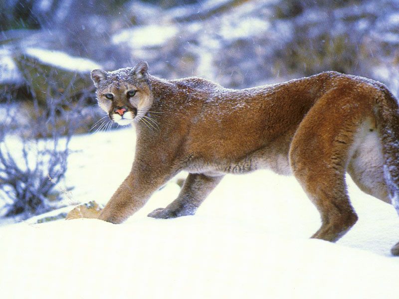 mountain lion; DISPLAY FULL IMAGE.