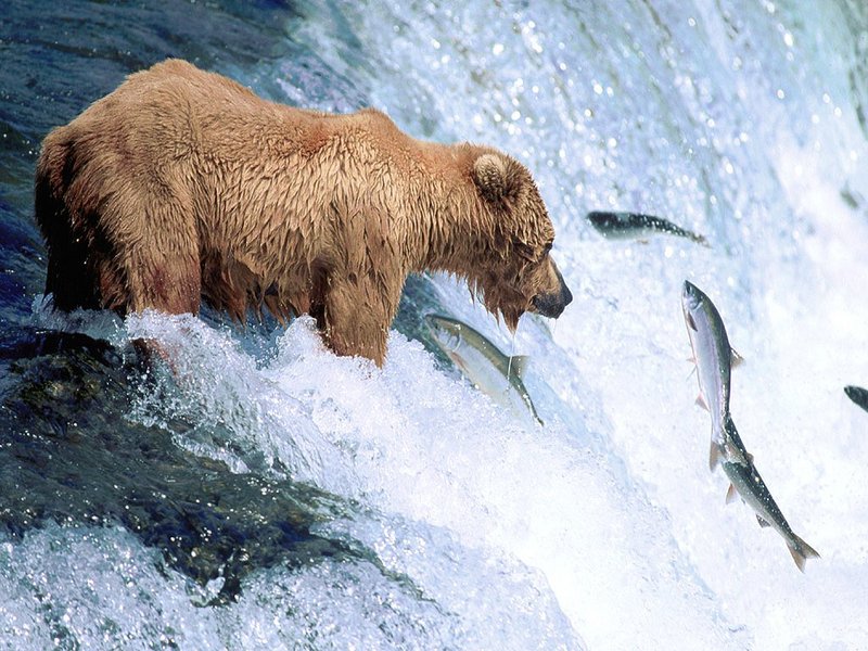 Salmon fishing; DISPLAY FULL IMAGE.