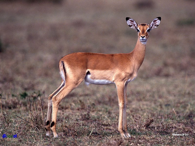 Antelope; DISPLAY FULL IMAGE.
