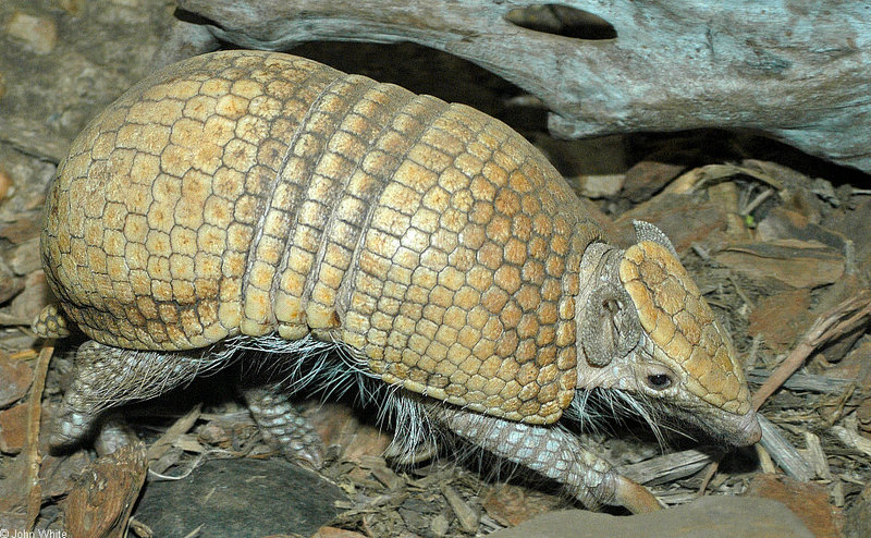 La Plata Three-banded Armadillo (Tolypeutes matacus); DISPLAY FULL IMAGE.