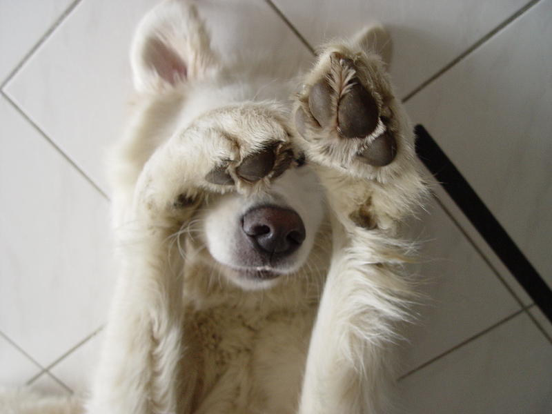 our dog; DISPLAY FULL IMAGE.